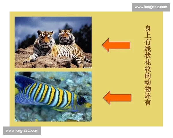 适合体育赛事新手的知识入门指南帮助你轻松了解各种比赛规则 - 副本 - 副本 - 副本 - 副本 - 副本